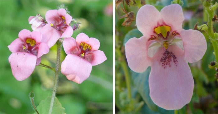 Diascia online